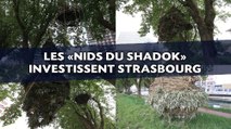 Les «Nids du Shadok» investissent Strasbourg