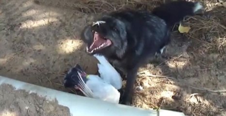 Yakaladığı Güvercine Kahkalarla Gülen Köpek