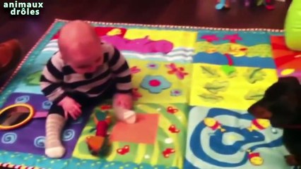 Chiens Clever enseignement Bébés choses Compilation 2014