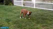 Funny Dogs Video - Funny Dogs vs Lemon and Lime Compilation - Funny Dog Videos Compilation Ever