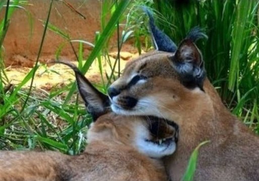 Wild Cats Enjoy Each Other's Company