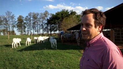 "J'ai cloné mon taureau" - Des mutants dans notre assiette