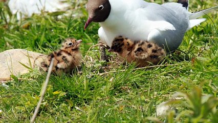 Marquenterre, Parc ornithologique - France