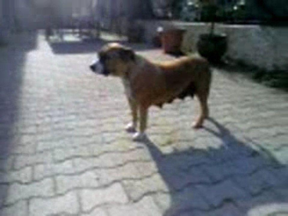 Les bebe staffs2