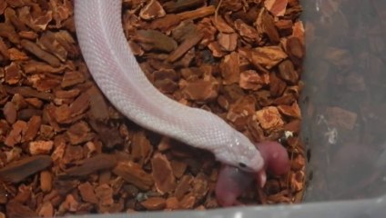 Juvenile Female Leucistic Cobra Feeding