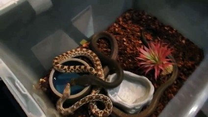 King Cobra kills and eats a 4' Gopher snake