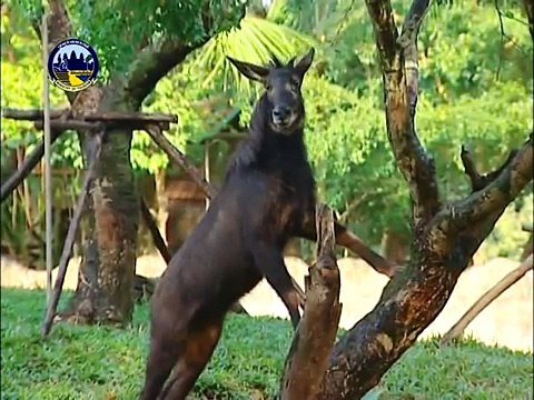 Khmer Tourism Songs: Cambodia Kingdom of Wonder Promo