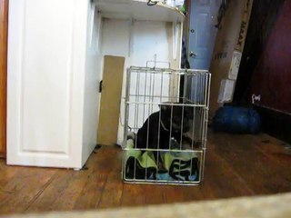 super smart 4 month old puppy escape