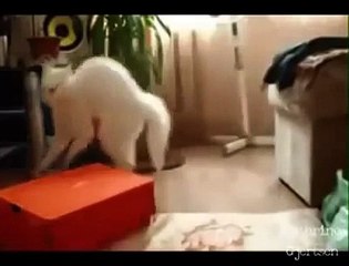 Clip Cat Funny - Synthesis humorous scenes of cats moment 2014