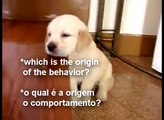 Perros- canine behaviors - comportamentos caninos