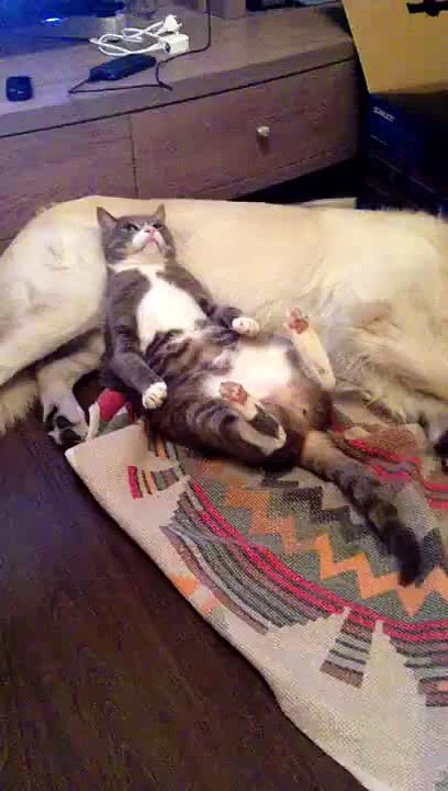 Dog and cat relaxing together