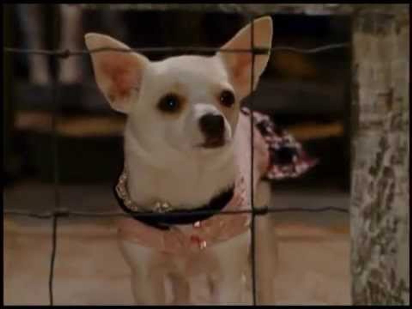 Kapamilya Kiddie Blockbusters : Beverly Hills Chihuahua