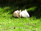 Baby Bunnies Nibbling on a Carrot