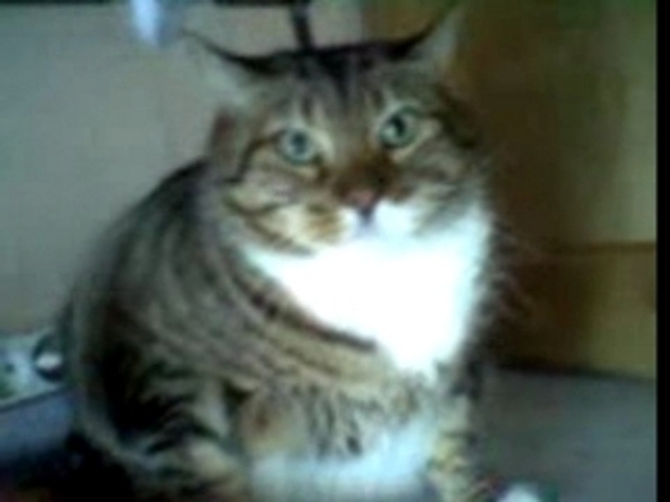 Un chat très spécial