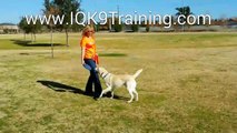 IQ K9 TRAINING | Fallbrook Dog Training | Off-Leash Dog Training