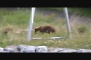 Grizzly Bear and Black Bear along the Alaska Highway