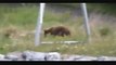 Grizzly Bear and Black Bear along the Alaska Highway