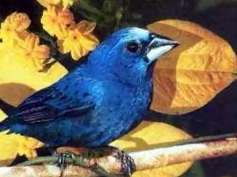 Aves do Brasil - O canto melodioso do Azulão.