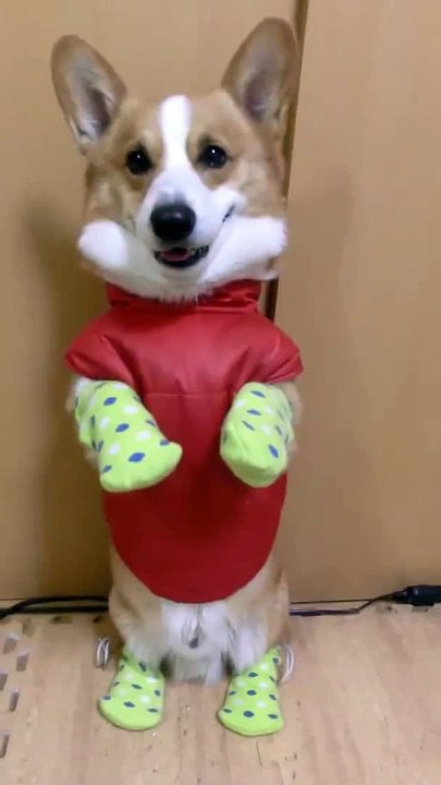 Dog dressed standing on two legs as person