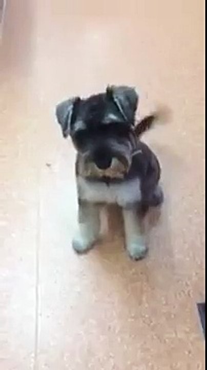 Dog Funny clip - Dog Naughty ball fun 2014