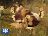 Unbelievable The Real Lionman Kevin Richardson With 38 Lions! King Of Lions