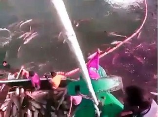 Cette vidéo est un crime contre les espèces aquatique pour moi et vous???