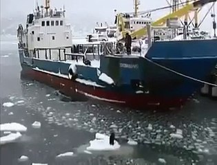 Dog video - Rescue black dog on the sea ice go home - America animal