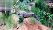 【衝撃動画】ワニの恐怖～動物を襲うワニ～[Shock Video] crocodile - which hit a fear-animal crocodile【野生動物】