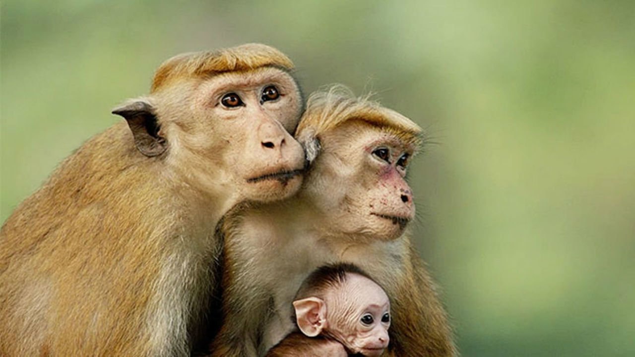 Monkey Kingdom watch online