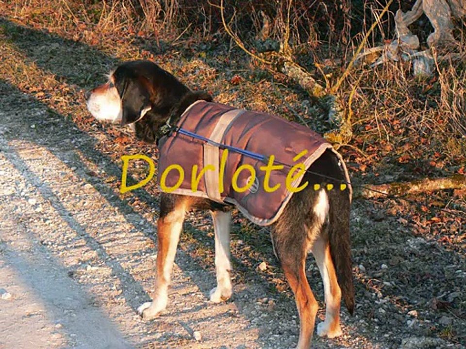 Origine de l'association Les Amis de Lewis