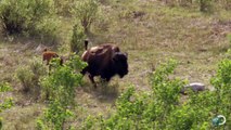 Bison and Her Calf Battle Wolves | North America