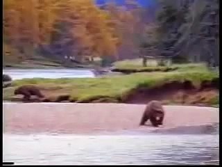Grizzly Man Timothy Treadwell death footage