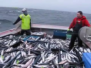 mackerel fishing near Port Hood aboard....itsnowornevertunacharters