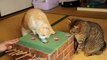 Des chats jouent au jeu de la taupe