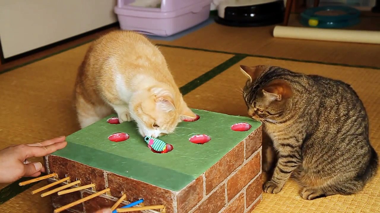 Des chats jouent au jeu de la taupe