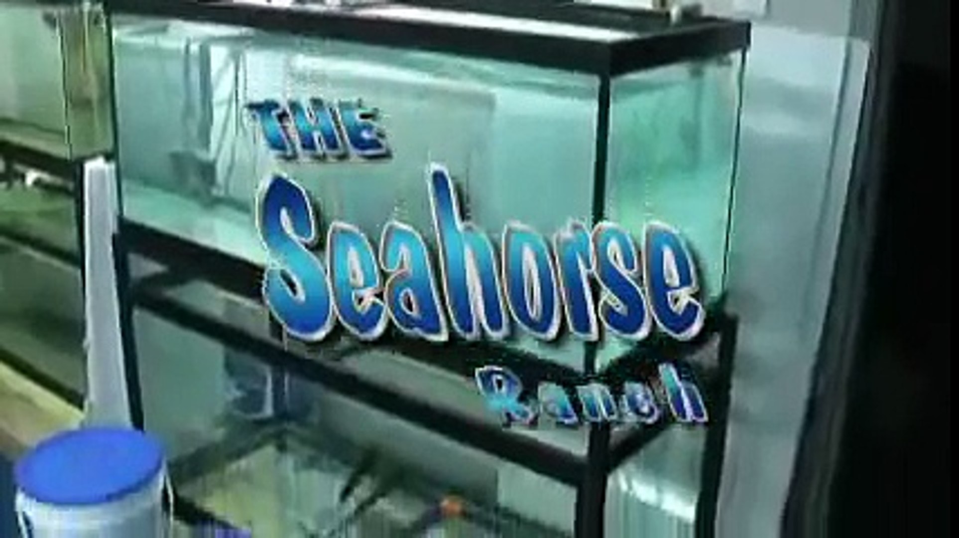 The Seahorse Ranch