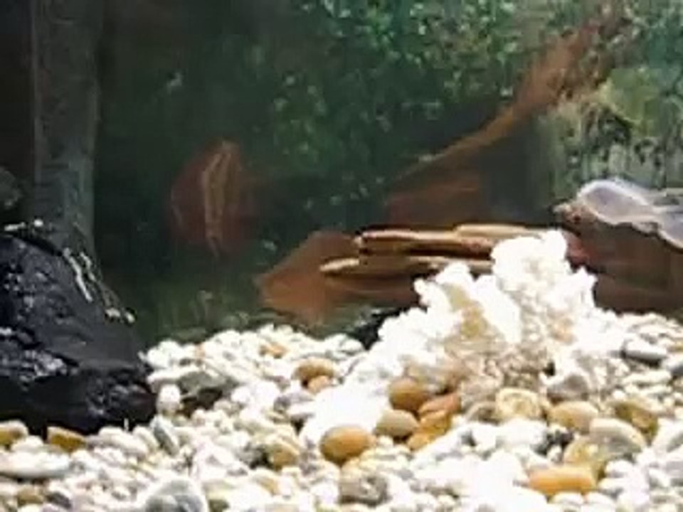 Mitt Akvarium Malawi