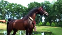 ஜGazal Al Shaqabஜ الحصان العربي الأصيل