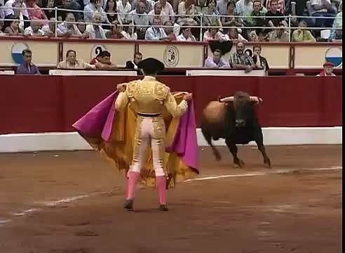 أغرب مشهد من مصارعة الثيران ..!!