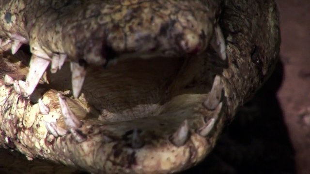 Zimbabwe: l'élevage de crocodiles, un secteur en croissance