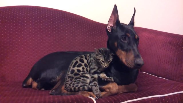 Вот такая любовь