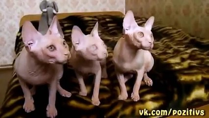 Funny synchronized sphynx cats