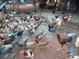 Criação galinha caipira