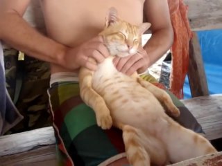 Кошка кайфует по полной