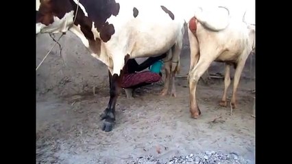 SOUTH SUDAN WOMAN MILKING COW