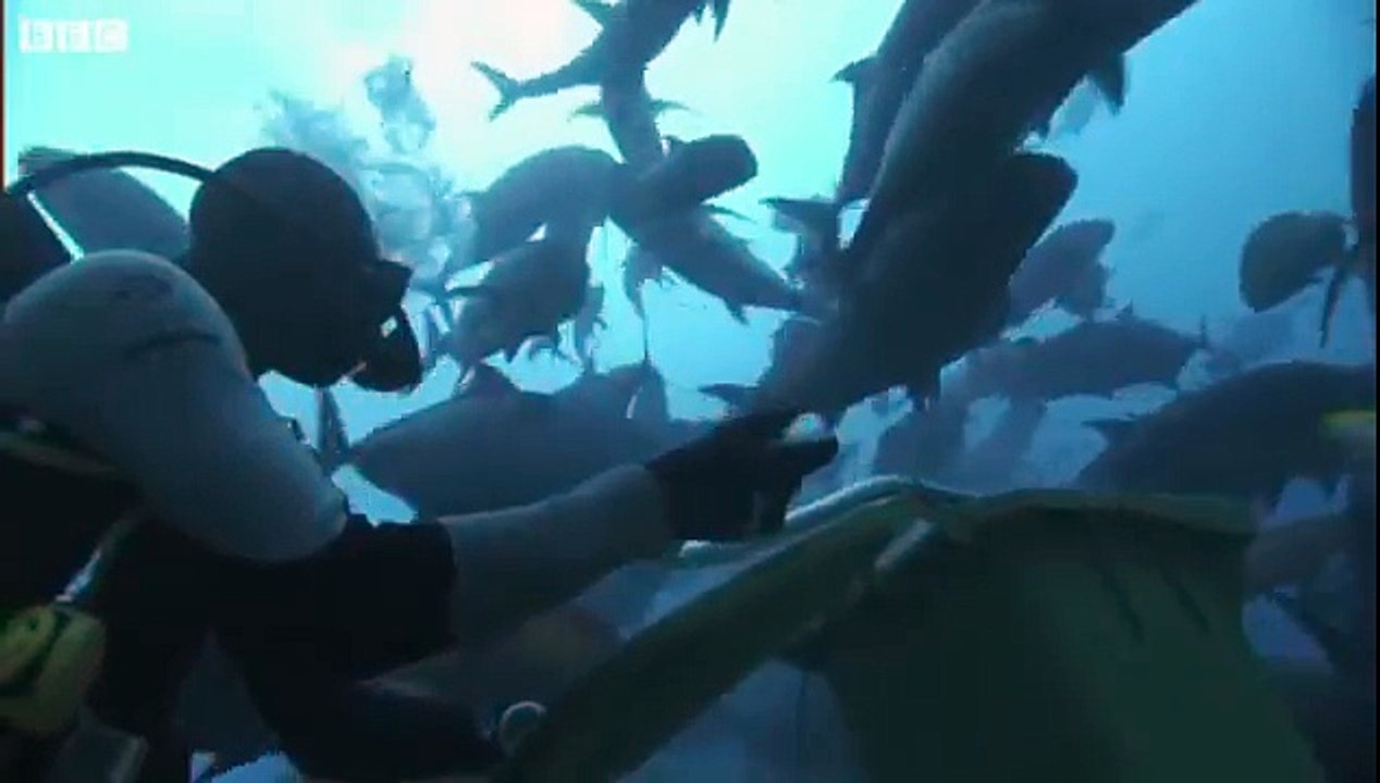 Bull Shark feeding in Fiji - Benedict Cumberbatch narrates South Pacific - BBC