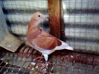 RACING PIGEON--RED CAMPHUIS BELLE WEANING / REY SO / bimbo santos loft / MANILA, PHILIPPINES