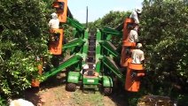 Mechanized Orange Harvesting  - Schülter Spider Harvester