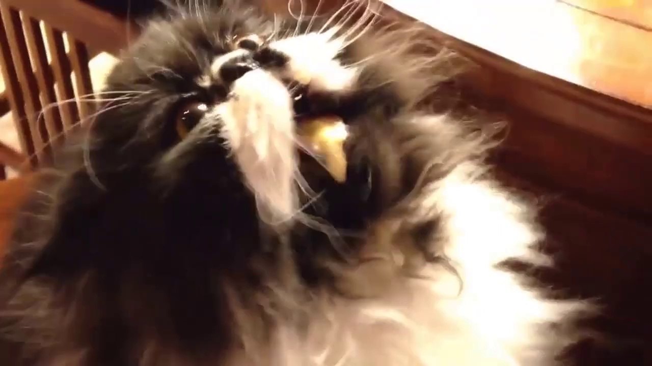Un chat a un bug du cerveau en mangeant de la crème glacée