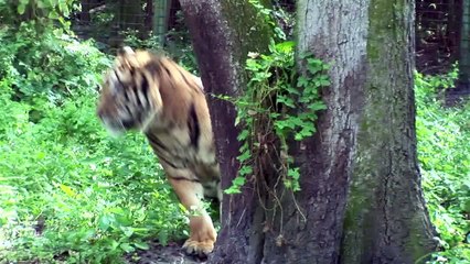 MIRACLE Bobcat survives!!!